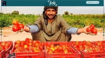 أسعار الطماطم والخضروات بمرتفعة ببورسعيد
